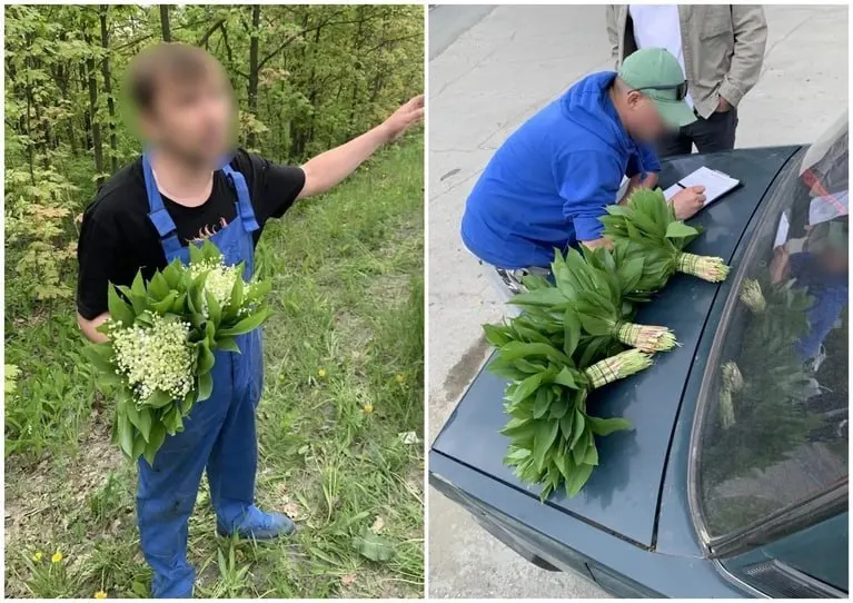 В Тольятти и некоторых районах Самары проводят рейды против торговли редкими первоцветами. Сбор и сбыт ландышей запрещены; за нарушение грозят штрафы от 1,5 до 5 тысяч рублей.