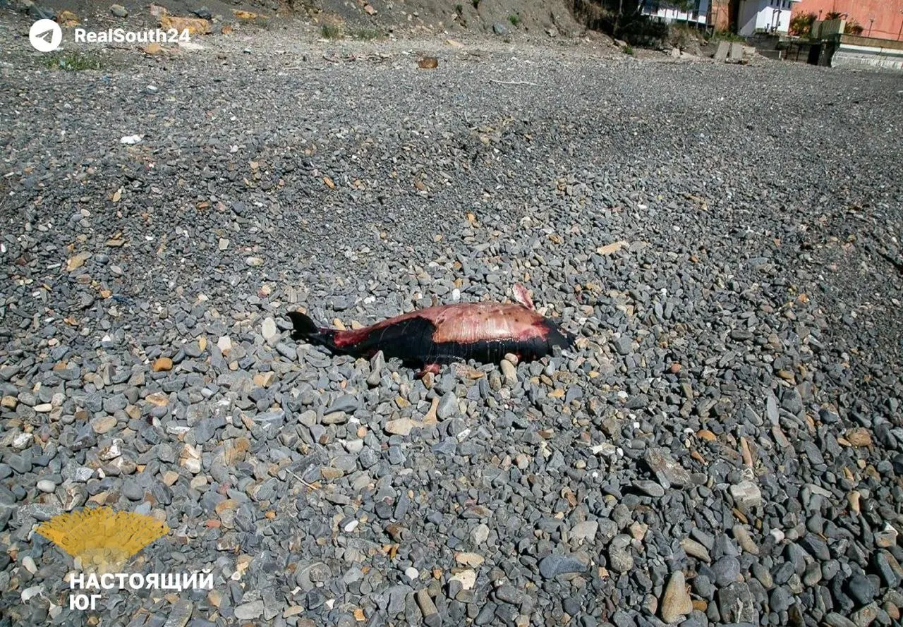 Шестеро детей среди 16 пострадавших размещены в гостиницах: с середины апреля в округе повреждены 60 домов, вывозят 27,7 тыс. куб. м загрязнённого грунта, но жители беспокоятся о месте утилизации отходов.