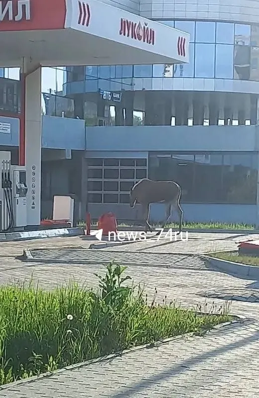 Животное появилось в городской черте; зоопарк заявляет, что у них нет лосей. Экологи готовы помочь с вывозом в естественную среду обитания.