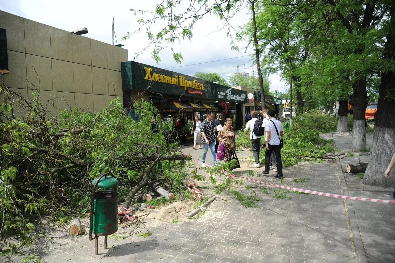 В Октябрьском районе сообщили, что в районе ЦГБ опиловку аварийных деревьев уже завершили, сейчас работы идут на участке проспекта, относящемся к району.