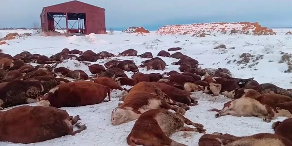 Проверка обнаружила незначительные превышения концентраций загрязняющих веществ в поверхностных водах рядом с селом Козиха после утилизации поголовья; материалы проверки направлены в контролирующие органы.