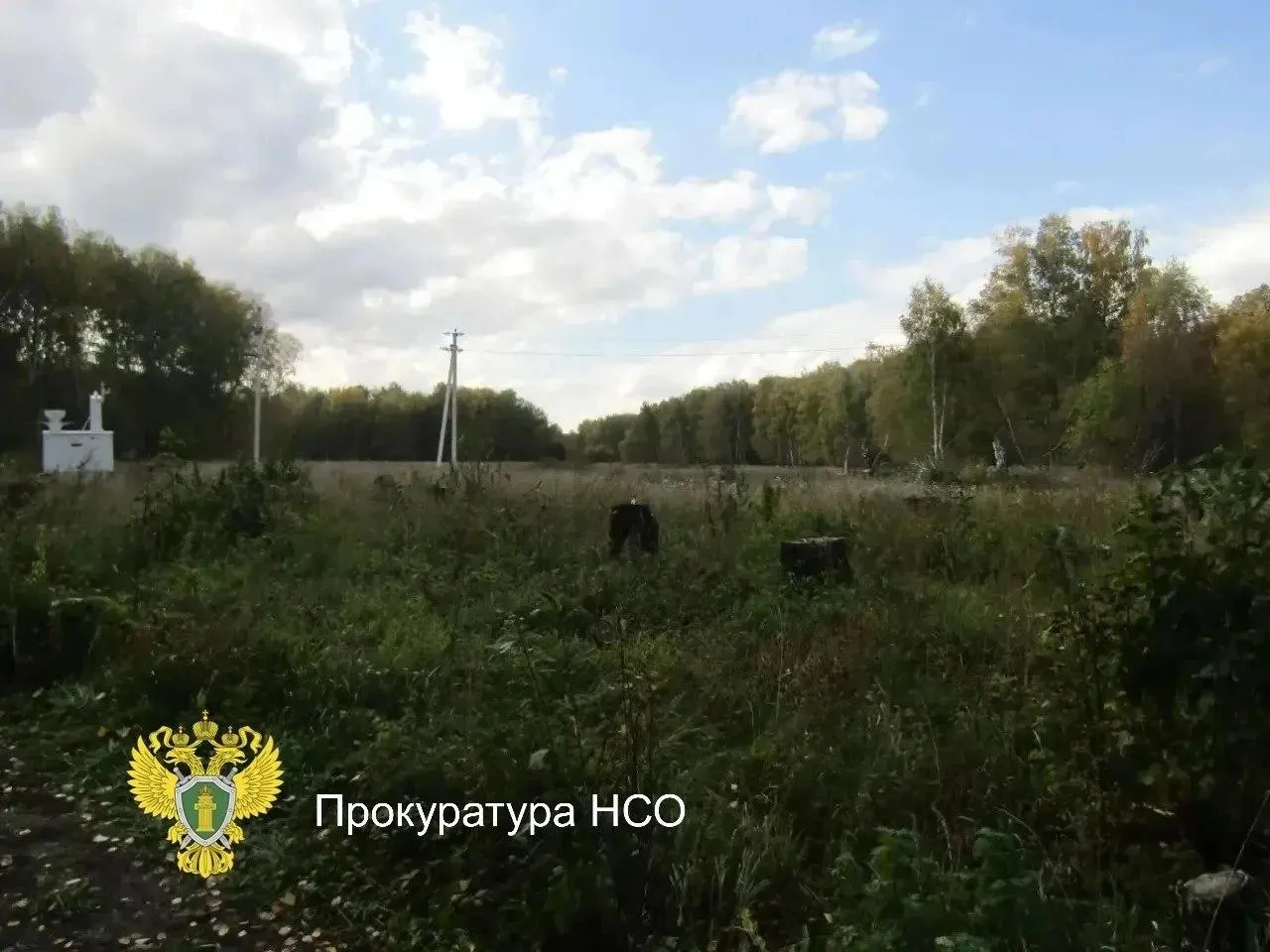 Двое мужчин зимой 2024 года вырубили 62 берёзы на охраняемой территории возле села Федосиха. Ущерб оценён в более 1,6 млн рублей; суд назначил по три года условно и обязал возместить оставшуюся сумму.