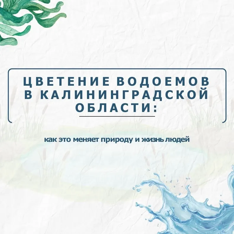Водоёмы региона страдают от массового цветения сине‑зелёных водорослей: за восемь лет площадь пятен выросла на 52%, рыба гибнет, а вода насыщается токсинами. Что происходит и как снизить риск.