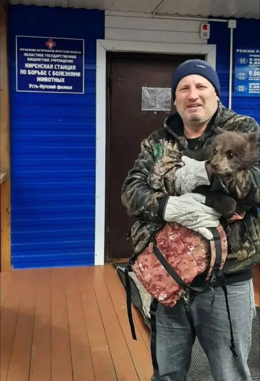 Медвежонка, найденного у частного дома в Усть-Куте без матери, отвезли в Сибирский зоопарк для осмотра и организации кормления — сейчас животное ослаблено и напугано.