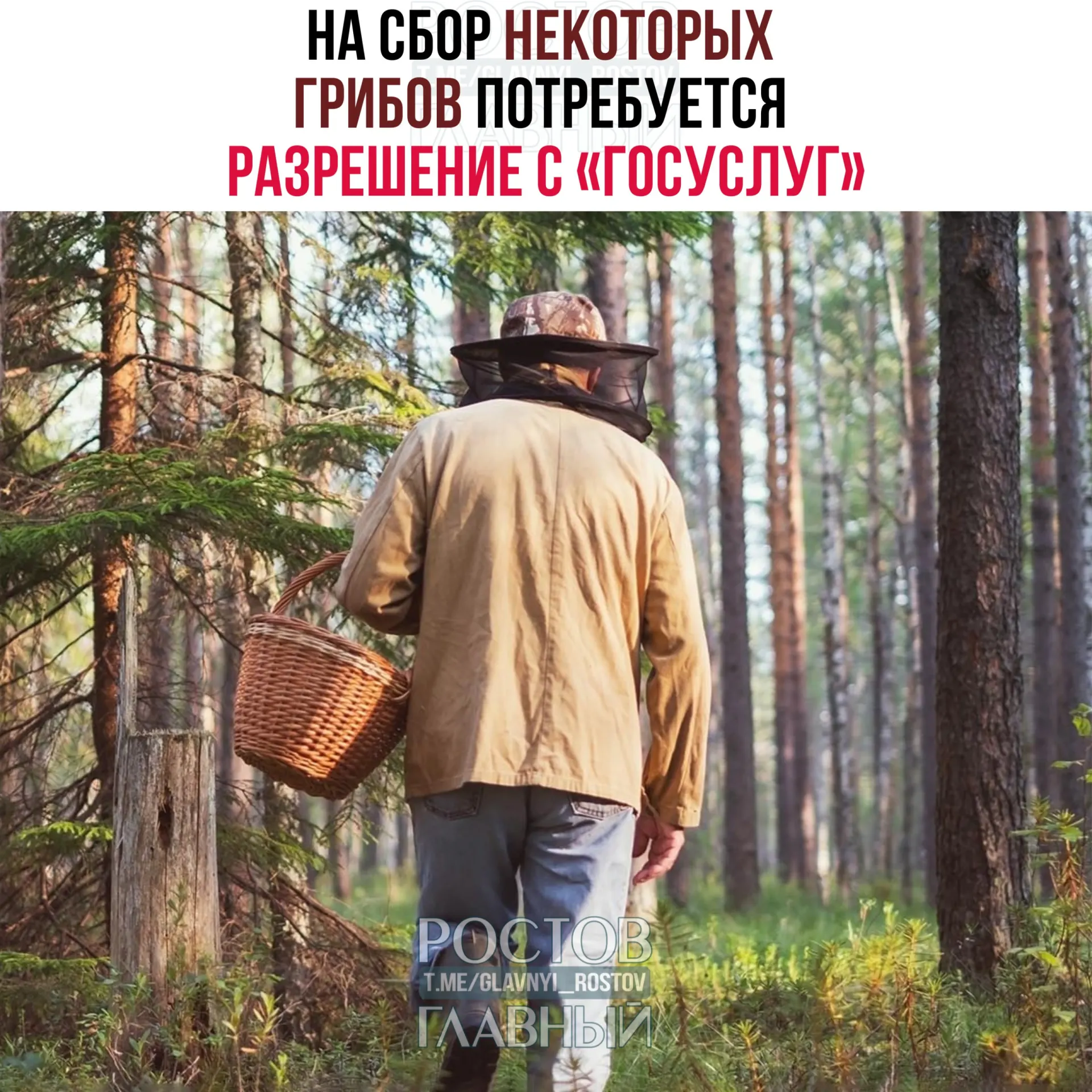 С 1 сентября 2027 года для выхода в лес и сбора ряда редких грибов потребуется электронное разрешение через портал Госуслуги — заявку будут рассматривать 15 дней; за сбор краснокнижных видов без разрешения предусмотрена уголовная ответственность.