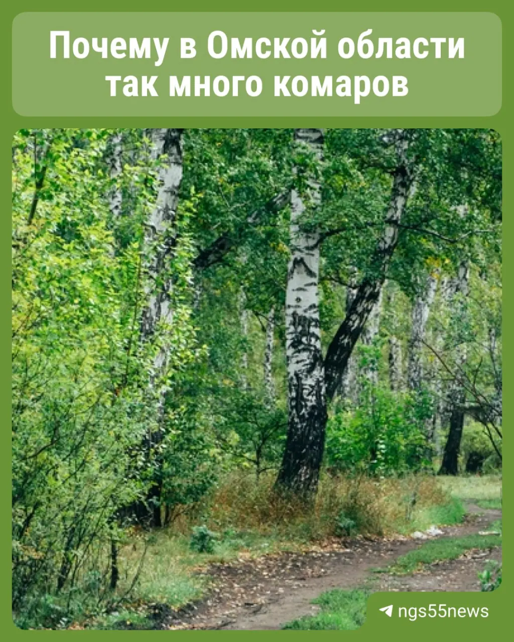 Жители Омска жалуются на нашествие комаров. Специалист объясняет, что вспышки связаны с вылуплением личинок в стоячей воде и погодными условиями весной и в начале лета.