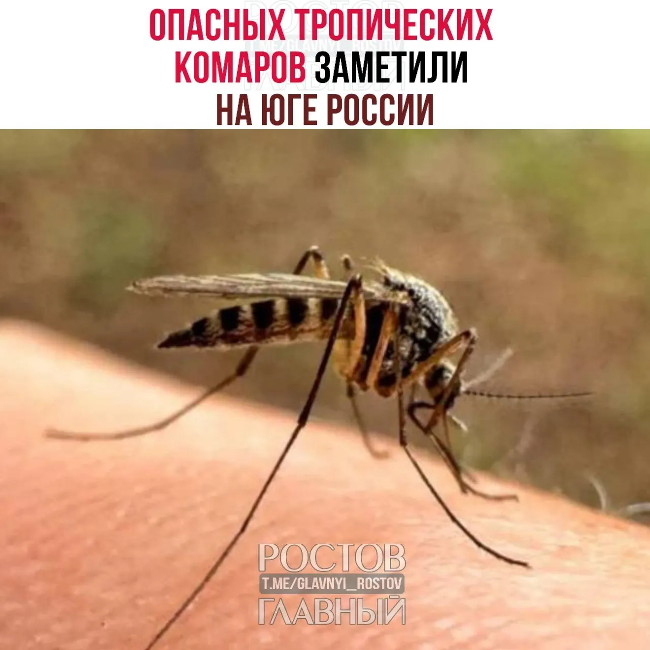 Роспотребнадзор сообщает о распространении на юге страны комаров, которые могут переносить вирус Западного Нила. Специалисты связывают это с потеплением и ранним началом сезона; рекомендованы репелленты и обращение к врачу при симптомах после укусов.