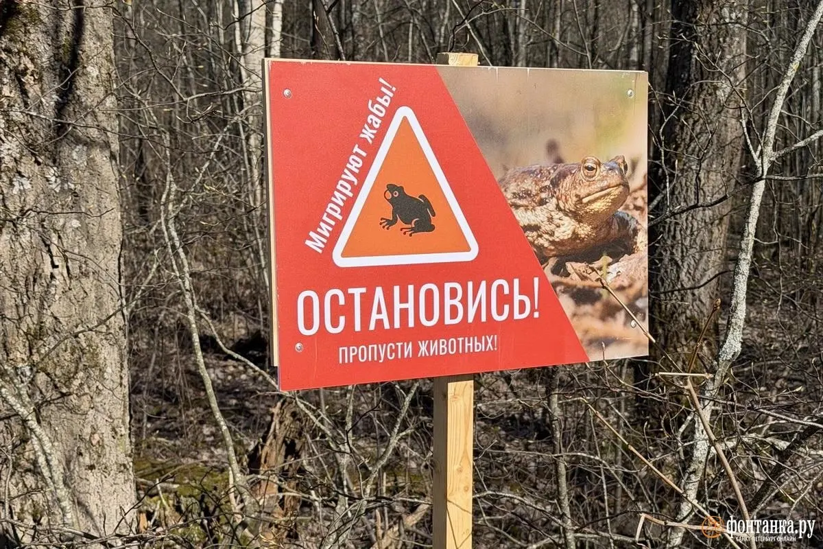 Волонтёры помогают жабам переправляться через дорогу на нерест, но не могут дежурить круглосуточно. Комитет признаёт необходимость зверопереходов, но из‑за отсутствия финансирования и планов реконструкции дороги проект откладывают.