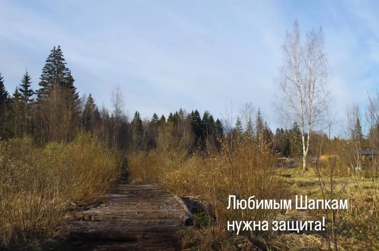 В Ленинградской области, в окрестностях поселка Шапки, начались подготовительные работы к разработке песчаных карьеров. Местные жители и специалисты опасаются за сохранность моренных ландшафтов, водных ресурсов и лесов.