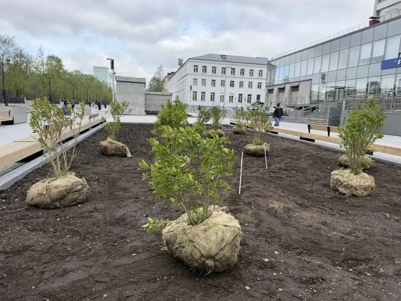 На пешеходную улицу доставили первые 30 кустов сирени; в рамках проекта планируется высадить более 100 деревьев и кустарников. Стратегию посадки разработали совместно со специалистами Полярно‑альпийского ботанического сада‑института Кольского научного центра РАН.