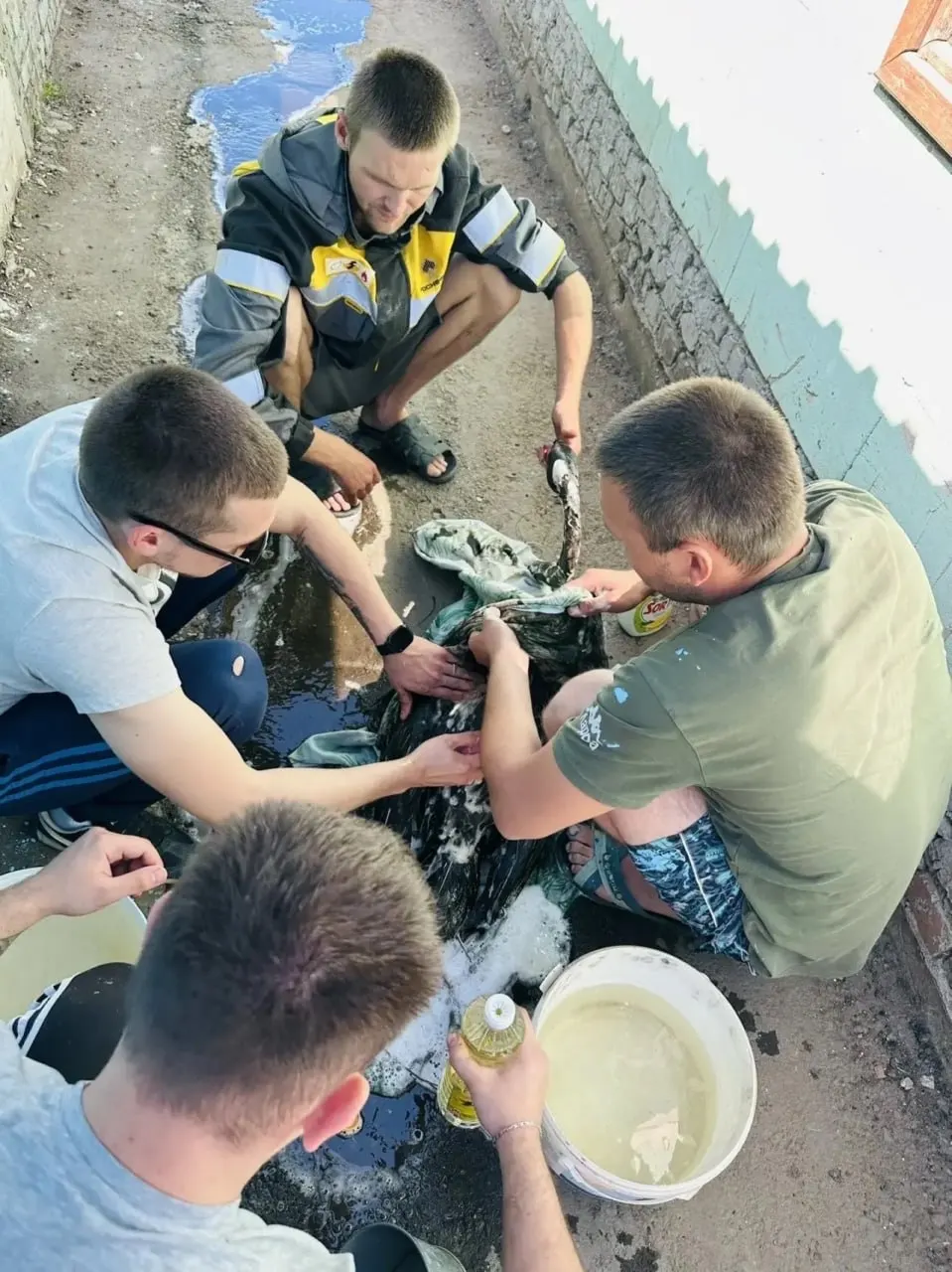 24 мая в Кинель-Черкасском районе обнаружили белого лебедя, полностью покрытого чёрной жиже. Местные пытались отмыть птицу, рядом находится хранилище нефтешлама — такие загрязнения часто оказываются смертельными для птиц.