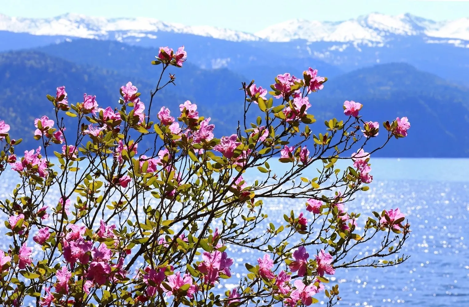В Алтайском биосферном заповеднике зафиксировали массовое цветение маральника (рододендрон даурский) на склонах, прилегающих к Телецкому озеру; сотрудники заповедника опубликовали снимки этого природного явления.