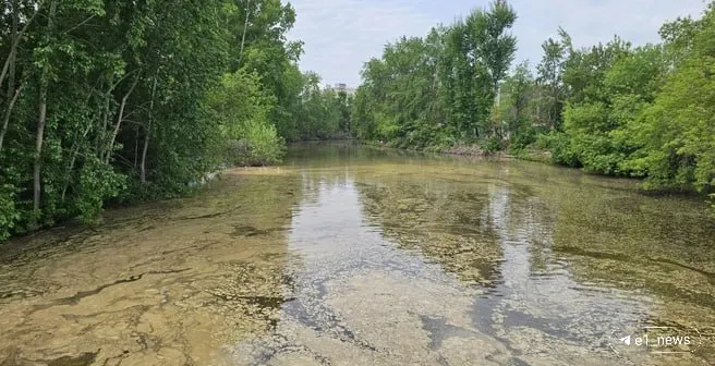 В Екатеринбурге на поверхности Исети осела берёзовая пыльца: вода пожелтела, что указывает на высокую концентрацию аллергена в воздухе.