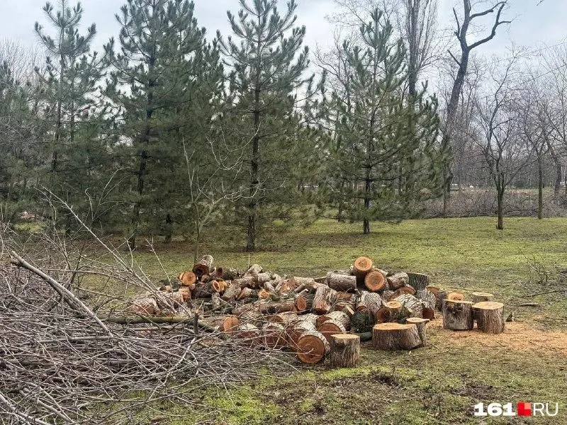 Братья‑активисты пожаловались на природоохранного прокурора и городские власти: по их мнению, массовая вырубка ясеней на сотнях гектаров может носить коррупционный характер, а для борьбы с вредителем существуют более щадящие методы.