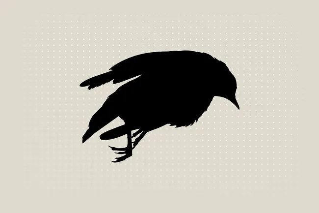 Краткие рекомендации по безопасным действиям при встрече с раненной, оглушённой, замёрзшей птицей или птенцом: как временно помочь, когда везти в реабилитационный центр и что делать, чтобы не навредить ни себе, ни животному.