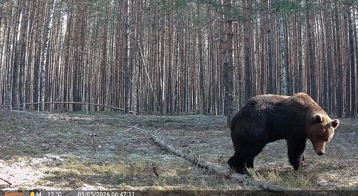 В мае фотоловушки в нижегородском лесу зафиксировали два эпизода с медведями — один осторожно ушёл при виде камеры, другой подошёл и обнюхал её. На камеру также попала рысь, сидящая в засаде.