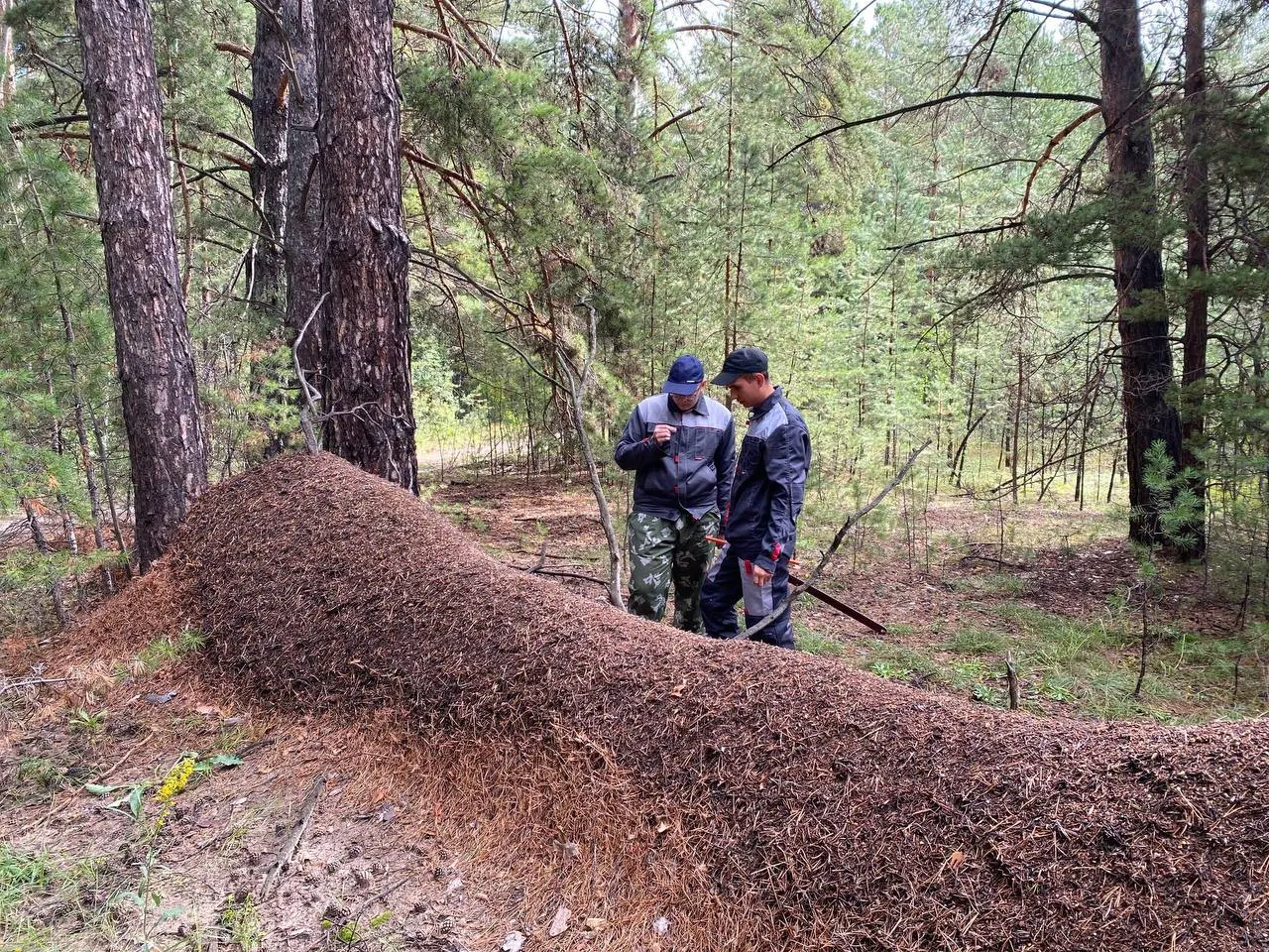 На границе Павловского и Топчихинского районов нашли вытянутый муравейник, образовавшийся на упавшем дереве; его высота — 105 см, подземные камеры могут уходить на 2–5 м.
