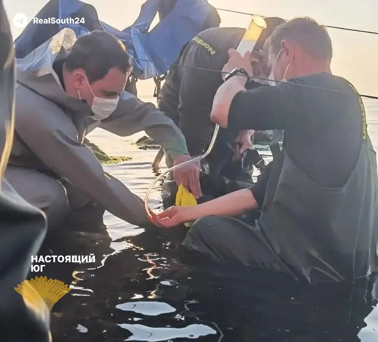 На побережье Анапского и Туапсинского районов волонтеры фиксируют судороги, отказ органов и следы мазута у дельфинов. Экологи связывают это с разливами нефтепродуктов и предупреждают об угрозе экокатастрофы в Черном море.