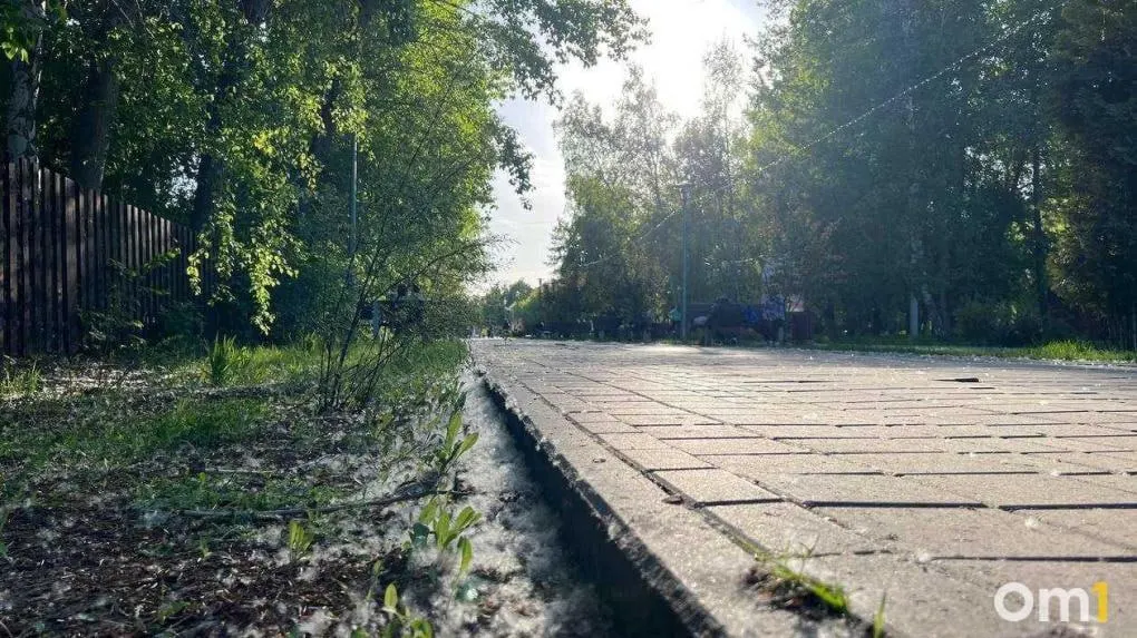 После майских праздников в нескольких районах Омска заметили тополиный пух — белые «комья» уже покрывают улицы и парки. Аллергикам и родителям стоит соблюдать осторожность: пух может вызвать раздражение дыхательных путей и легко воспламеняется.