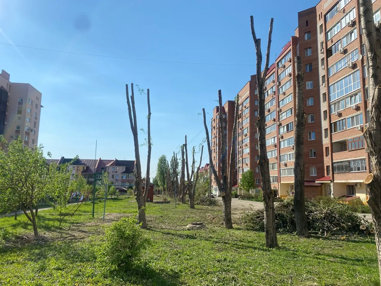 Жители дома на Ташкентской, 248 обеспокоены массовым спилом многолетних деревьев — люди требуют объяснений и опасаются за зелёную зону и качество воздуха.