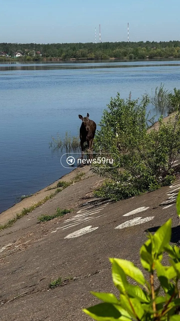 Годовалого лося обнаружили у набережной в районе Мотовилихинских заводов. Специалисты оградили участок и проводят операцию по выводу животного за пределы города.