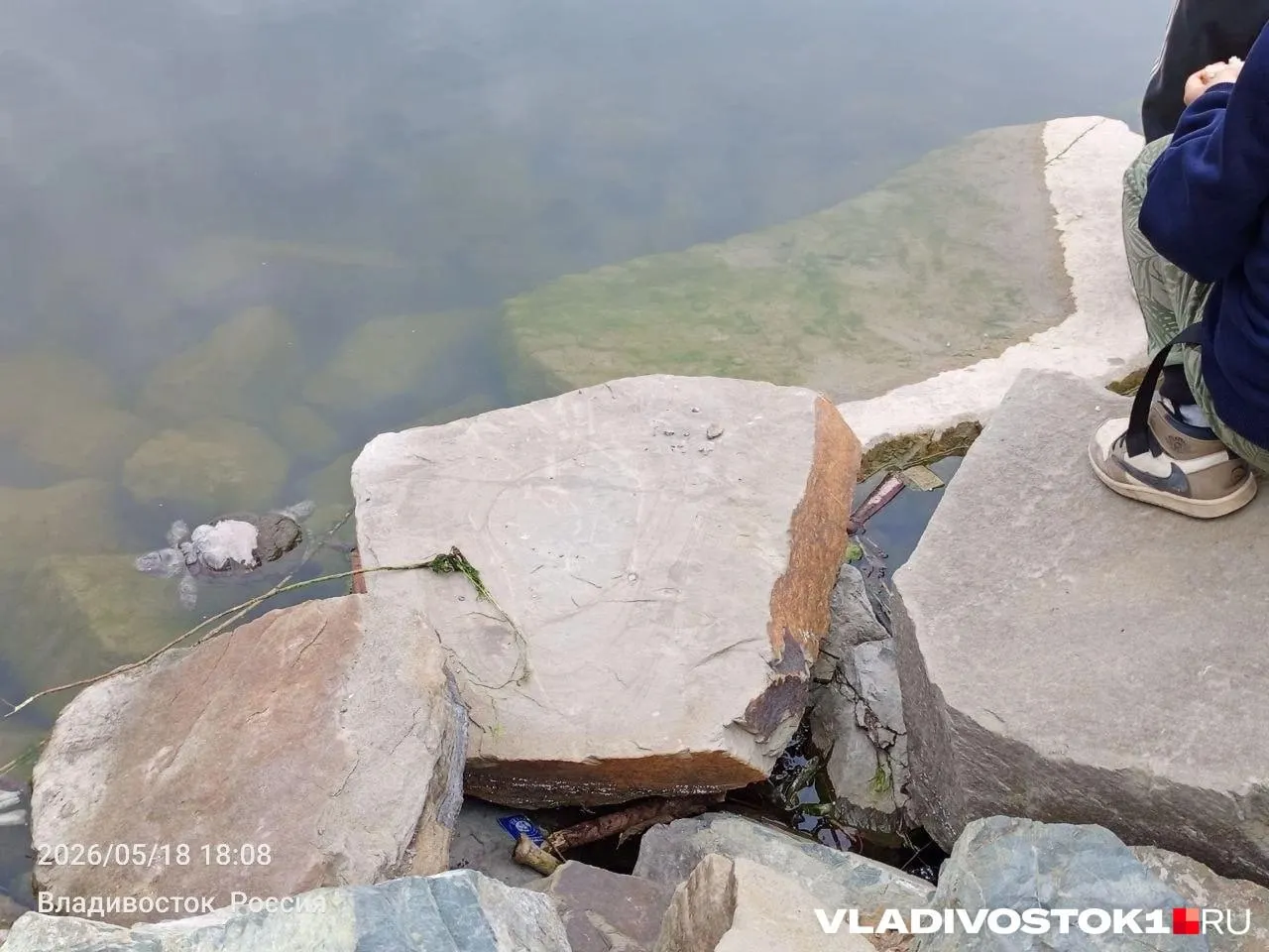 Жительница города заметила загрязнение благоустроенного водоёма: на поверхности — техническая плёнка и пенная субстанция, у берега — мёртвые черепахи. По её словам, обращения в власти пока не решили проблему.