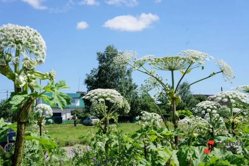 Добровольцы выкорчевали борщевик на двух гектарах в заказниках «Болото Озерное» и «Гладышевский», удалив около 3 тысяч кустов и предотвратив миллионы новых ростков.