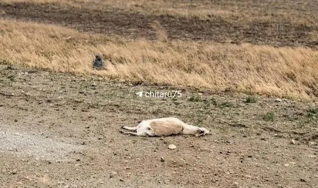 Жители района заметили много трупов дзеренов в степи и вдоль дорог. Учёные объясняют повышенную смертность ослаблением животных после зимы и высокой концентрацией стад, а не вспышкой опасных заболеваний.