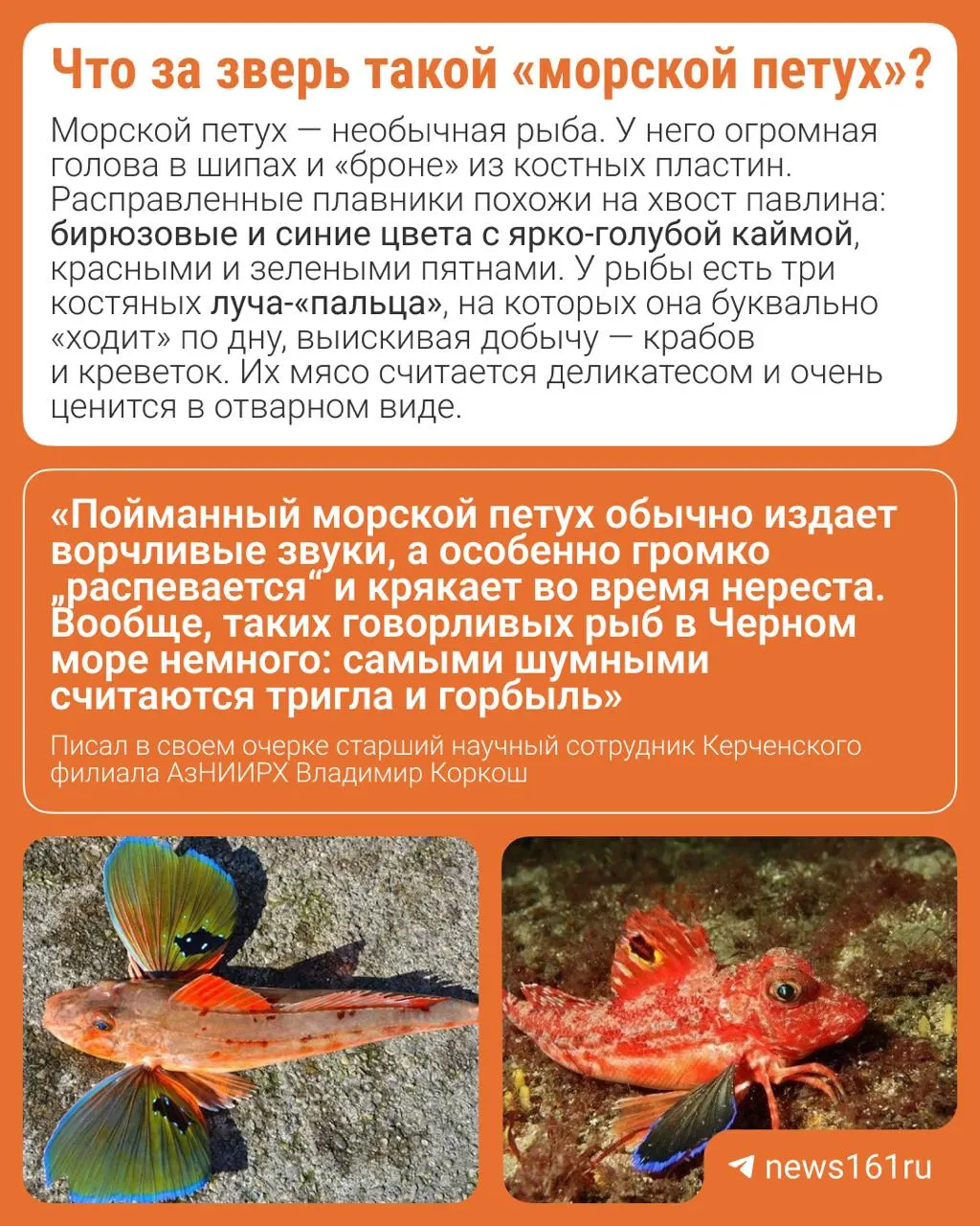 В Таганрогском заливе обнаружили желтую триглу (морского петуха) — вид, обычно встречающийся в Атлантике и Чёрном море; в Азовском море её не видели с 1970-х годов.
