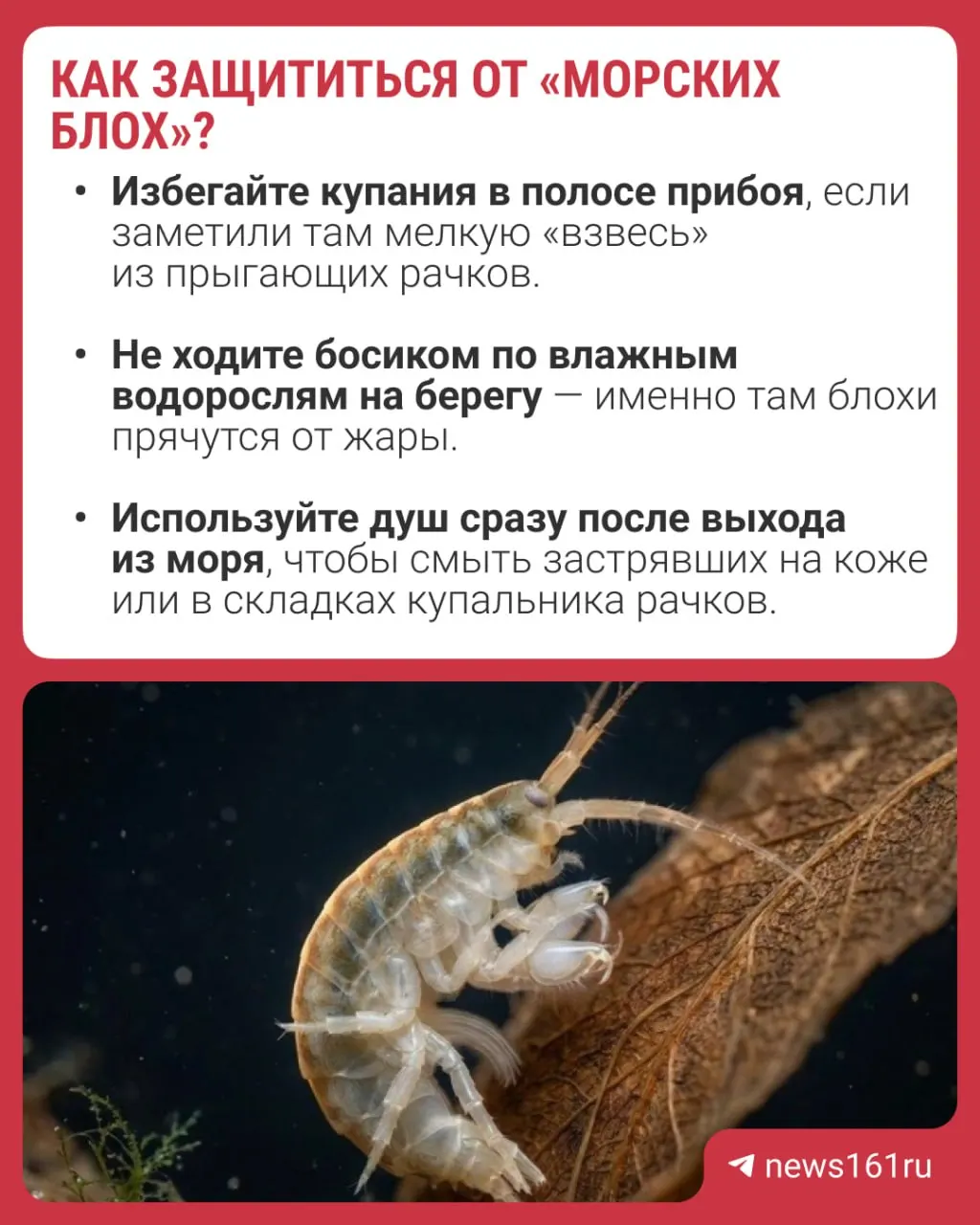 Туристы из Ейска и Таганрога жалуются на зуд и пятна после купания. Учёные связывают вспышку с агрессивным пришельцем из Каспия — дикерогаммарусом, но официальных подтверждений пока нет.