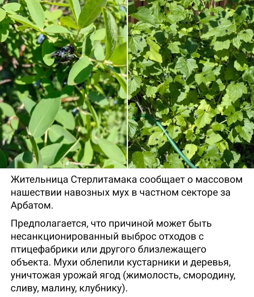 Насекомые заполонили частный сектор в нескольких районах города. Птицефабрика обрабатывает хранилище навоза инсектицидами, проект нового объекта планируют реализовать к 2026–2027 годам.