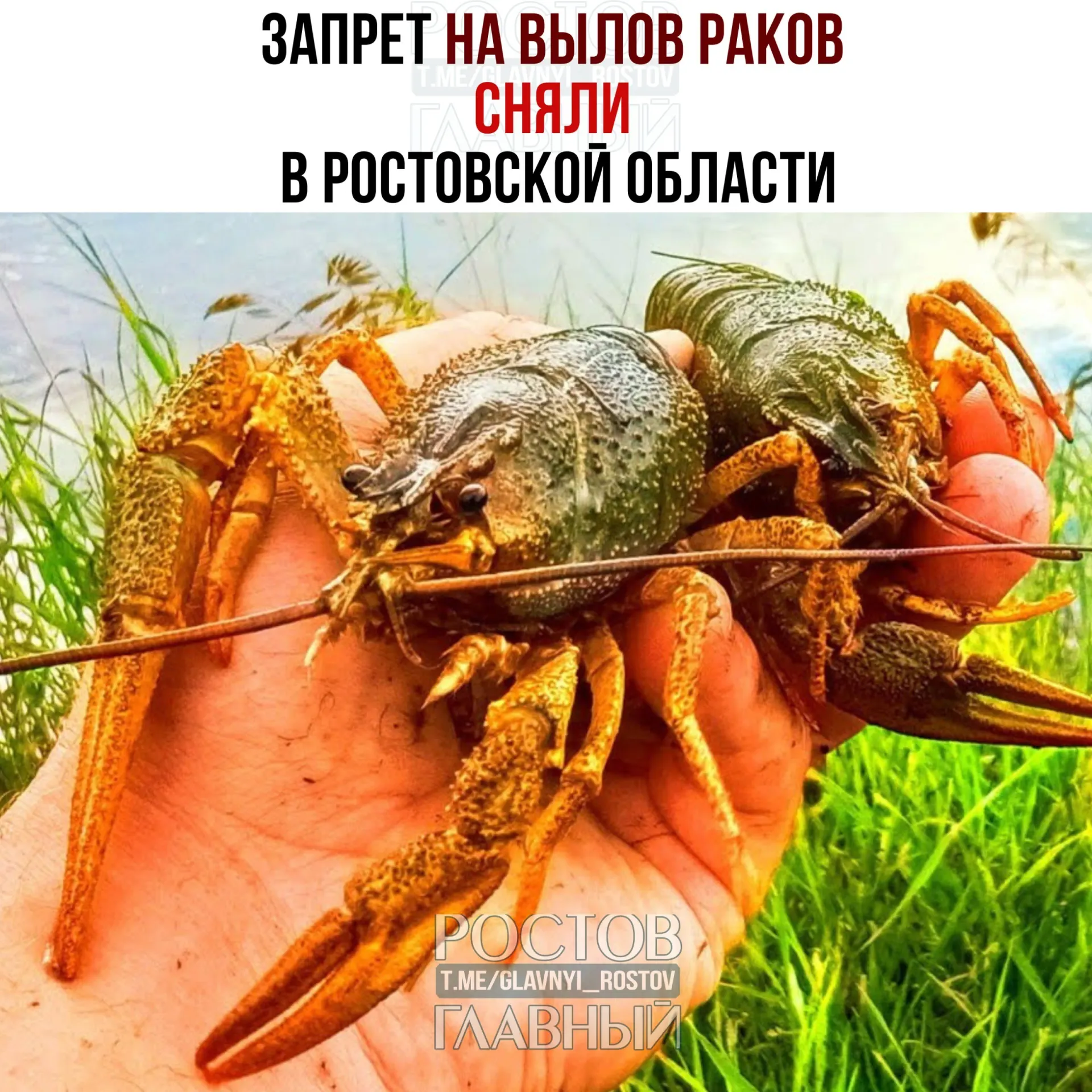 Запрет действовал с 1 января по 14 июня из‑за периода размножения. Сохраняются ограничения: не более 30 особей на человека, размер не менее 9 см, лов только раколовками. В Цимлянском водохранилище запрет продлён до 15 сентября.