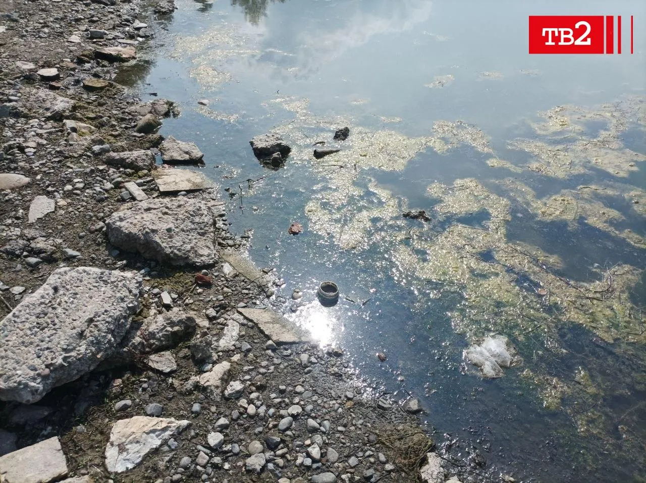 Белое озеро в Томске покрылось тиной; в воде плавают мусор и погибшие птицы. Жители жалуются на обмеление и массовую гибель рыбы, власти называют возможными причинами морозы и заливку катка.
