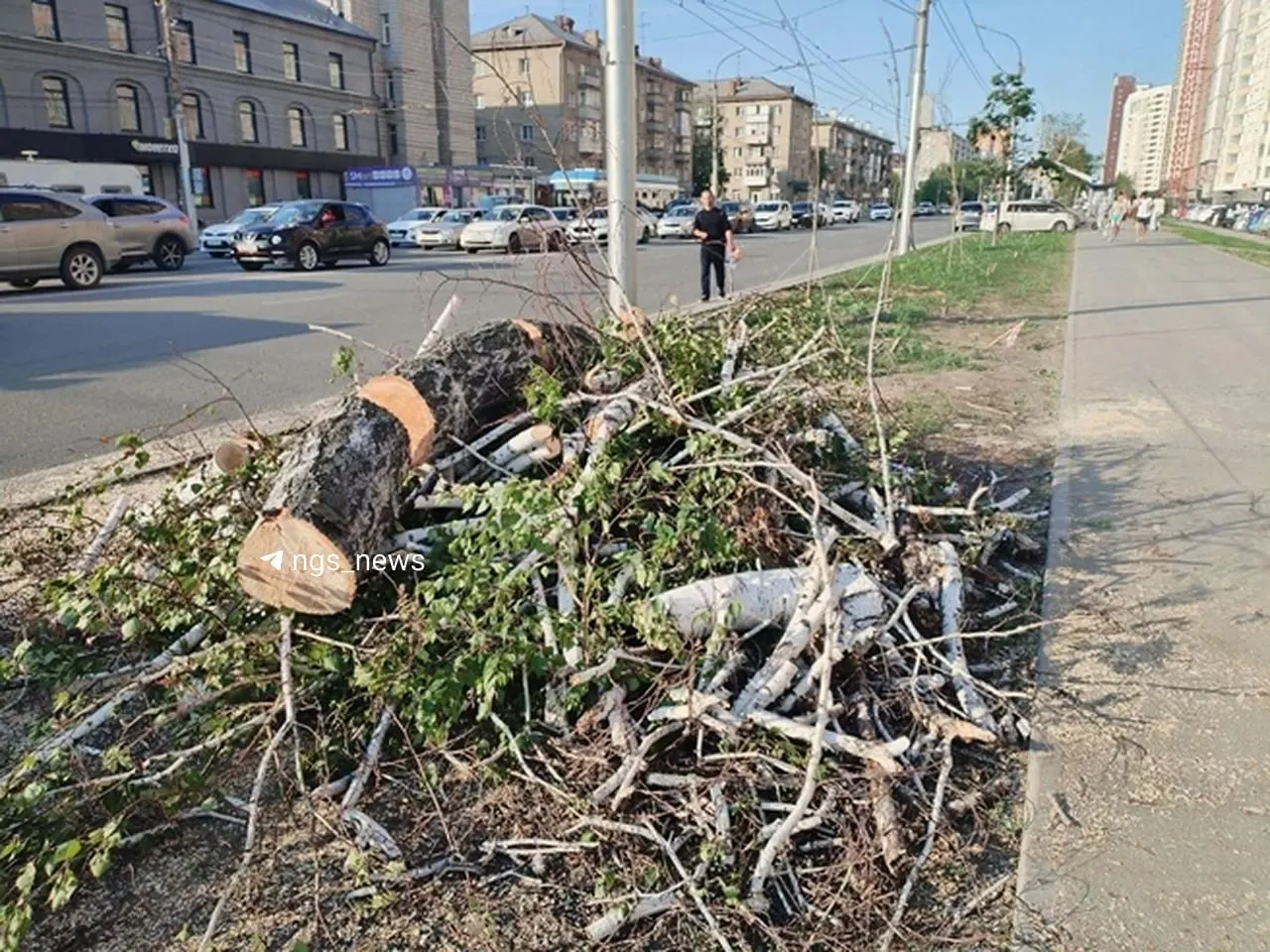 На&nbsp;Дуси Ковальчук вырубили 134&nbsp;аварийных дерева
