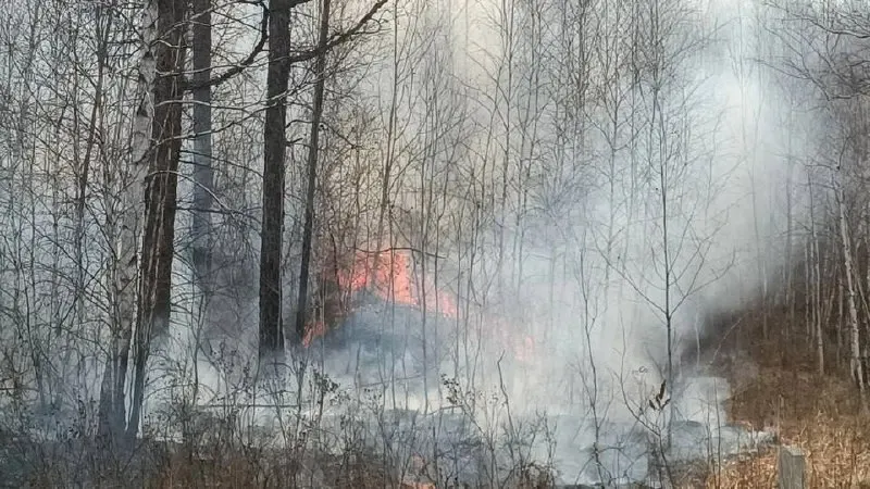 С 26 по 28 июня в регионе зафиксировали 13 лесных пожаров: огонь охватил свыше 32 га. В ликвидации ЧП участвовали 260 человек и 76 автоцистерн; основной причиной называют грозы.