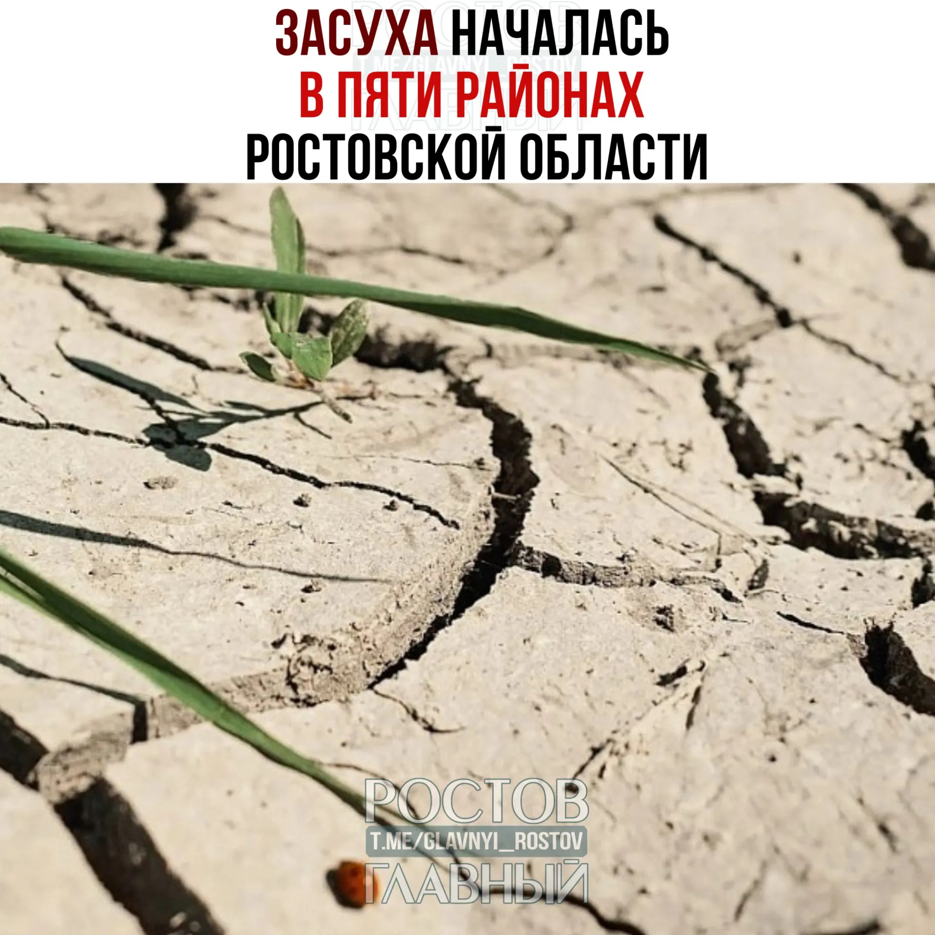 Засуха поразила пять районов Ростовской области