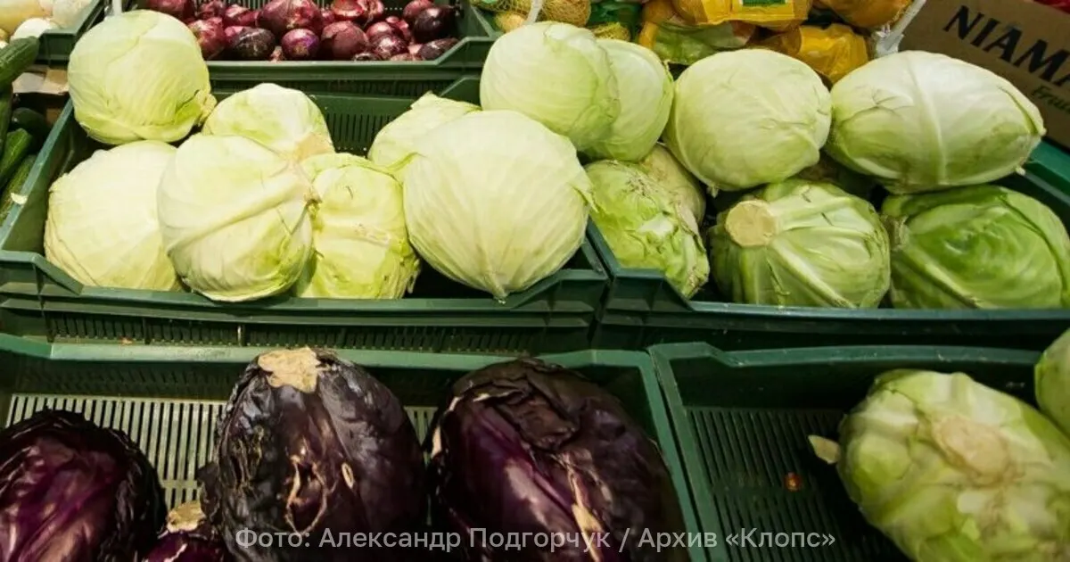 В партии сербской капусты на складе в Багратионовске обнаружили западного цветочного трипса — насекомое, переносящее вирусы растений и способное уничтожить значительную часть урожая. Груз отправили на обеззараживание.