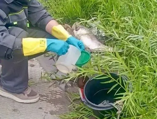 16 июня у села Аверьяновка зафиксировали массовую гибель рыбы на реке Кутулук; специалисты отобрали пробы воды и проверят возможные причины.