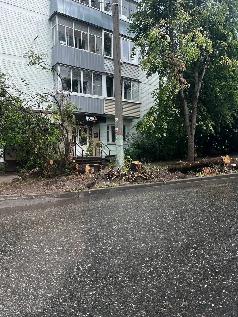 Жители жалуются на массовую вырубку старых лип и кленов в городе. Власти объясняют это благоустройством и безопасностью, но неясно, кто и в каких объёмах будет сажать взрослые деревья взамен.