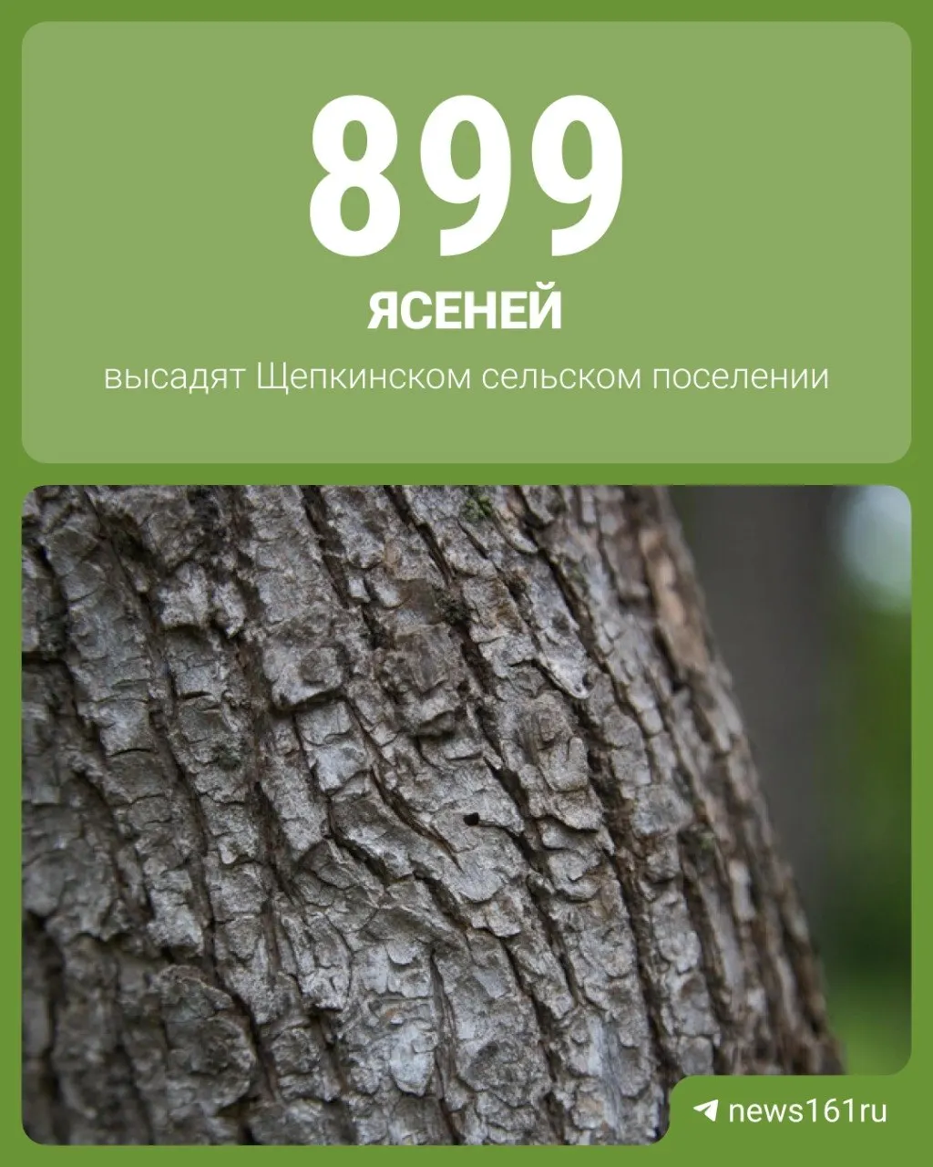 В пригороде Ростова на месте деревьев, которые спилят ради строительства дороги «Орбитальная‑2», планируют посадить 899 ясеней; в министерстве транспорта региона уточнили, что при необходимости посадочный материал могут заменить другими видами.
