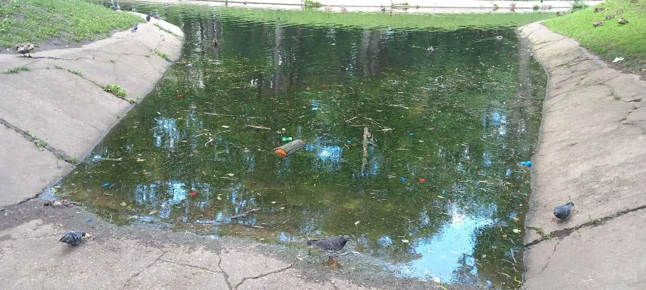 В парке Гагарина в воде и на берегу заметили мёртвых голубей, лопнувшие шарики и другой мусор; при этом в водоёме находились отдыхающие на катамаранах. Причины гибели птиц уточняются.