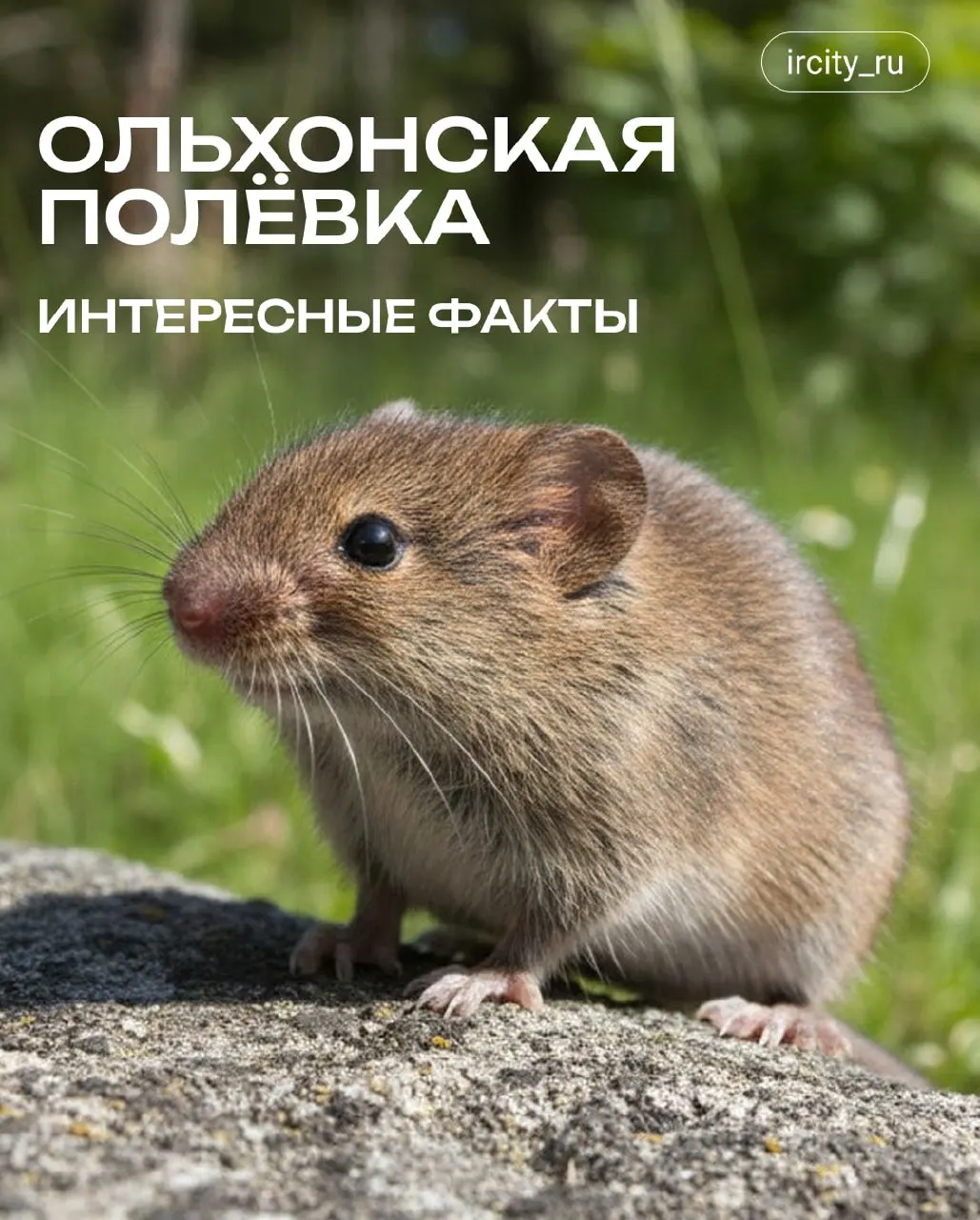 Краткий обзор ольхонской полёвки — маленького эндемика Байкала: где обитает, чем питается и почему нуждается в охране.