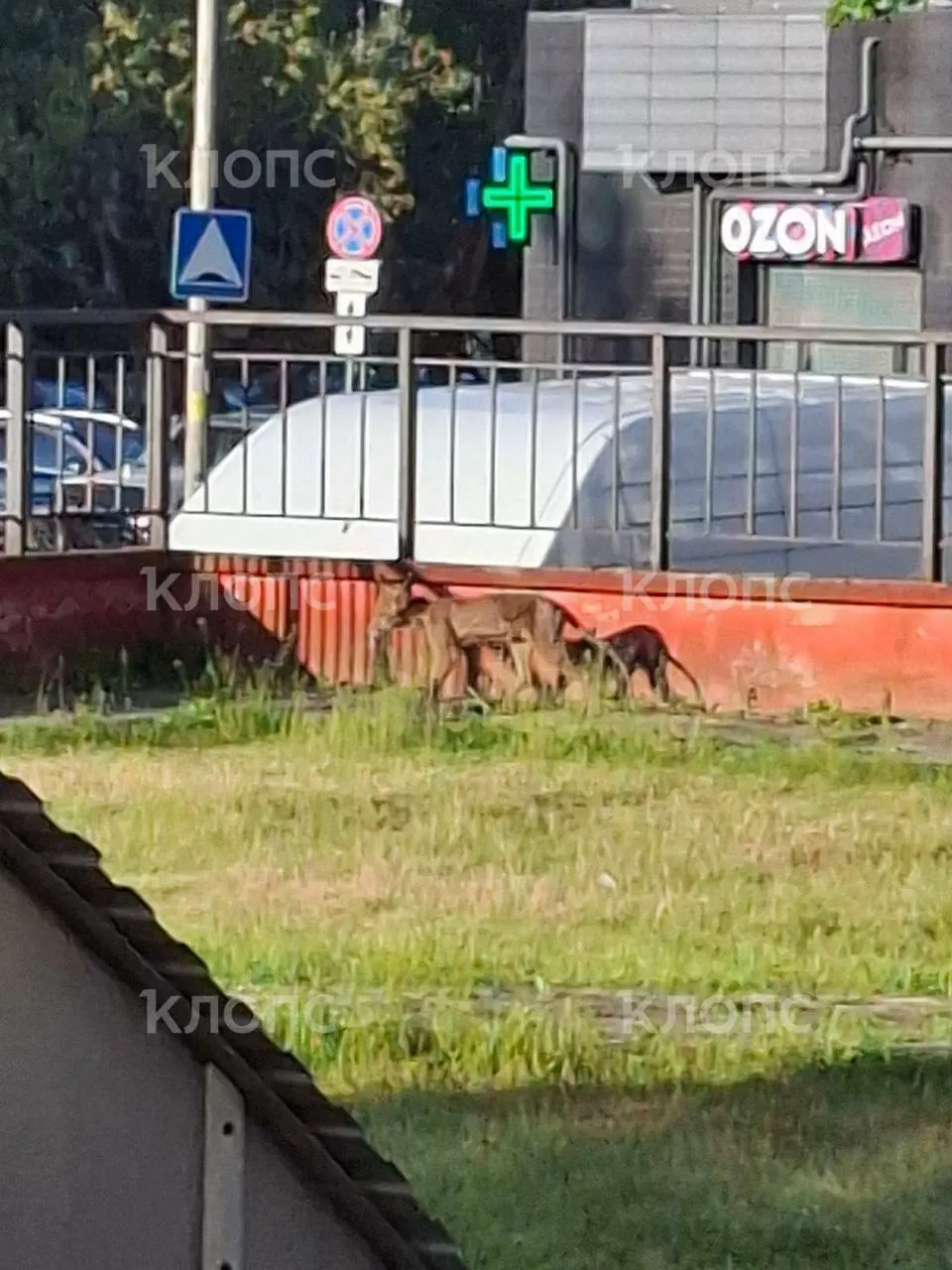 Во дворе жилого комплекса на улице Батальной постоянно находится лиса в плохом состоянии: у животного отсутствует шерсть, а соседи обеспокоены отсутствием помощи.