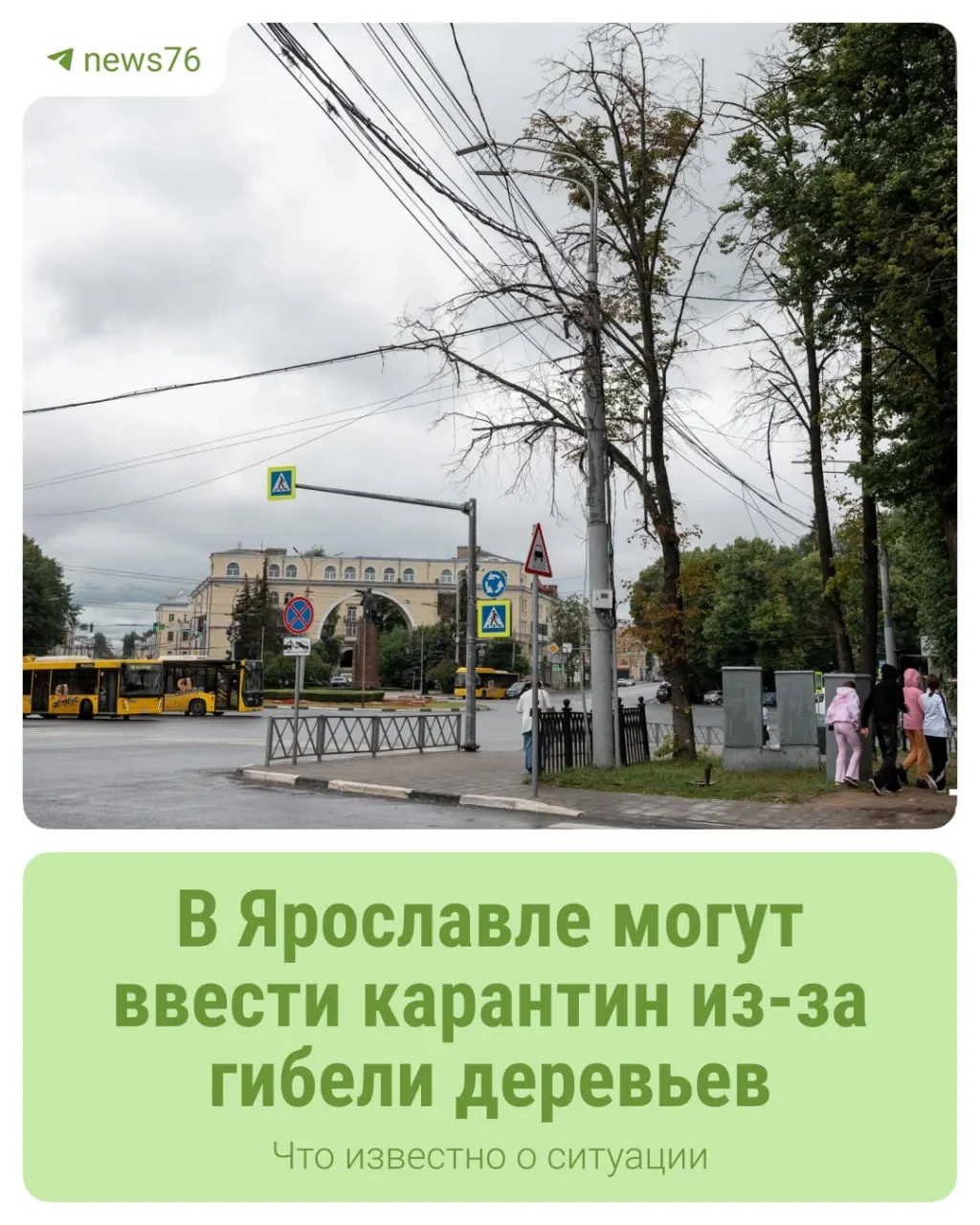 В регионе выявлен вредитель — ясеневая изумрудная узкотелая златка: личинки проникают под кору и питаются лубом. Проводят мониторинг и отбор потенциальных карантинных зон.