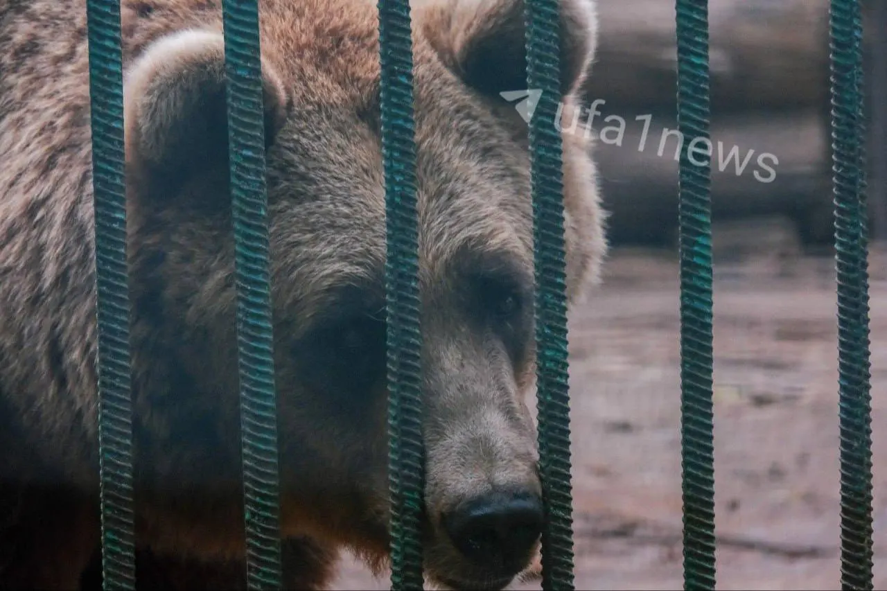 Почему в&nbsp;лесопарке Лесоводов не&nbsp;появится зоопарк?