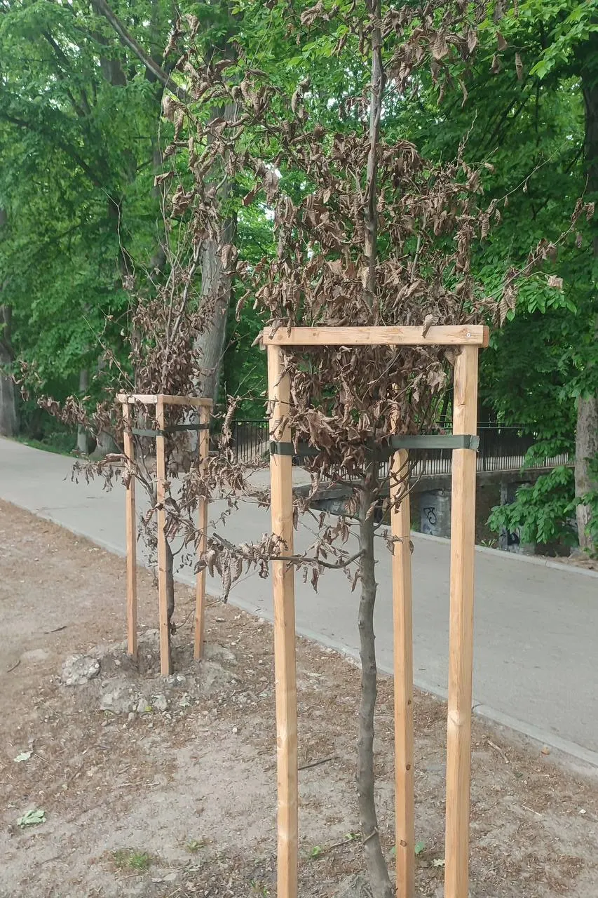 В Калининграде массово отмирают недавно высаженные деревья — по оценке, свыше половины саженцев погибают из‑за отсутствия полива и контроля. Пример — парк на ул. Яналова.