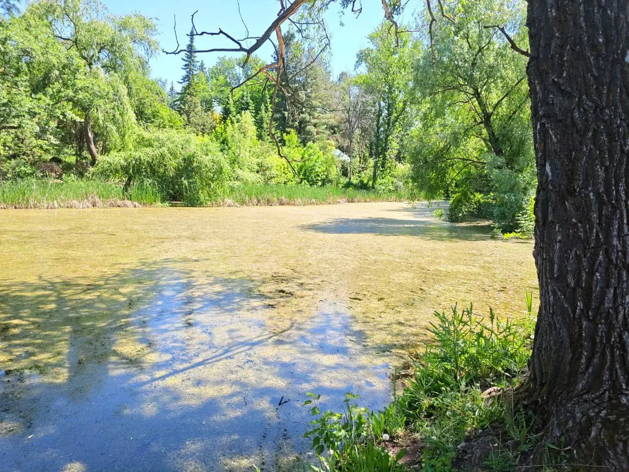 Нижний пруд в&nbsp;самарском ботаническом саду зарастает: водоём в&nbsp;критическом состоянии