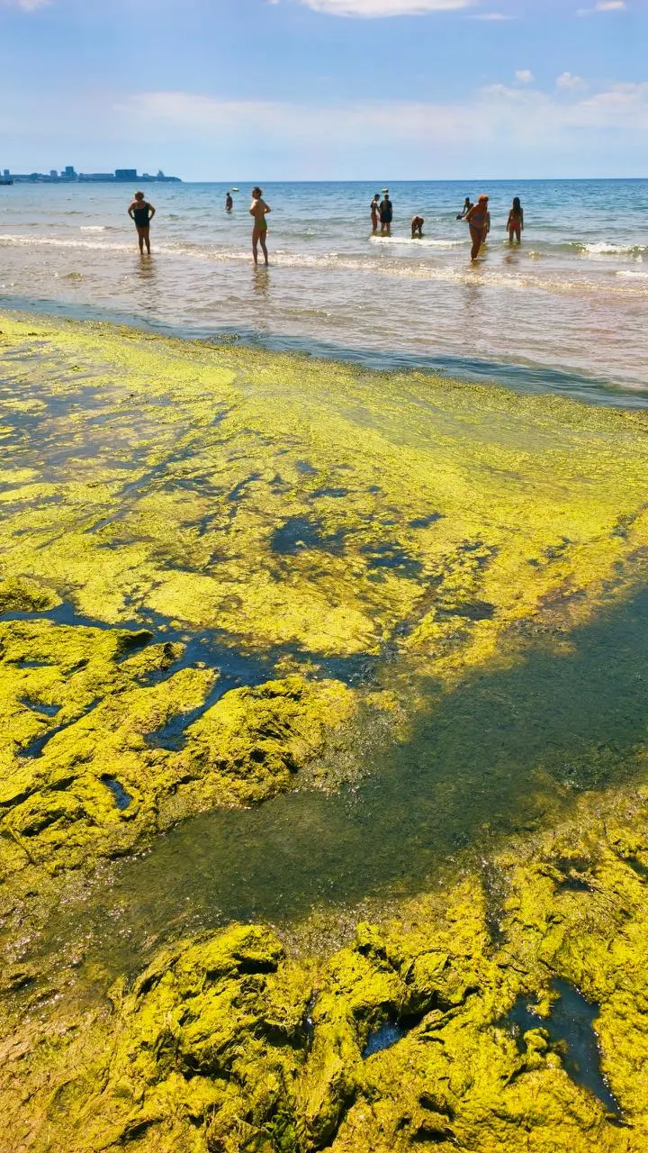 На побережье Джемете море позеленело из‑за массового скопления водорослей — на берегу чувствуется неприятный запах, но в нескольких метрах от кромки вода остаётся чистой.