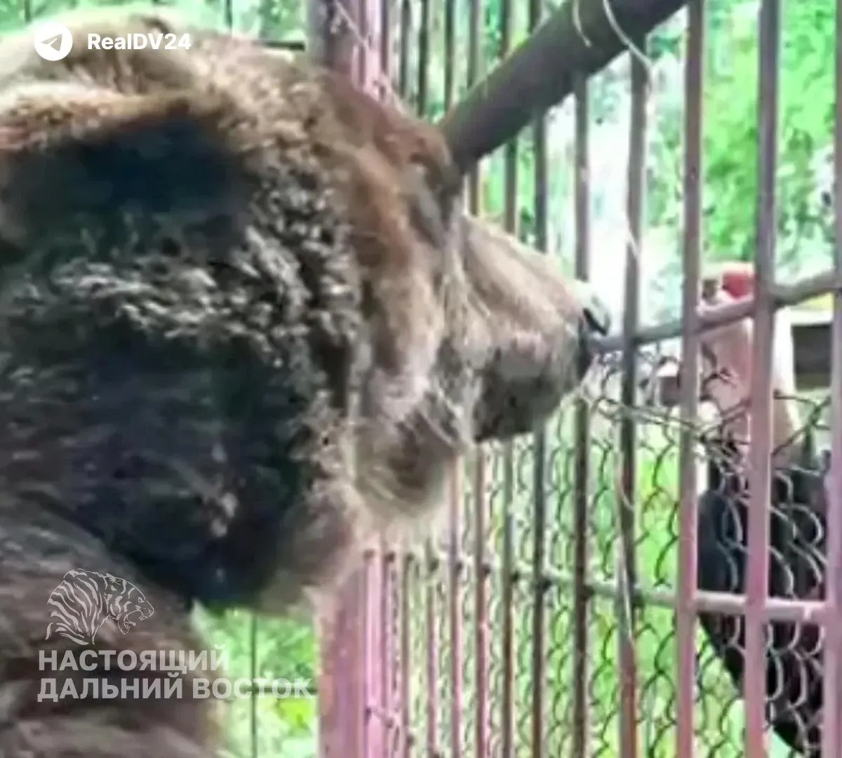 Медведицу, содержавшуюся с 2015 года в частном хозяйстве для натаскивания охотничьих собак, планируют отправить в парк‑приют «Земля прайда». У животного нет явных серьёзных повреждений, но обнаружены признаки длительного стресса; после временного исчезновения начата проверка условий содержания.