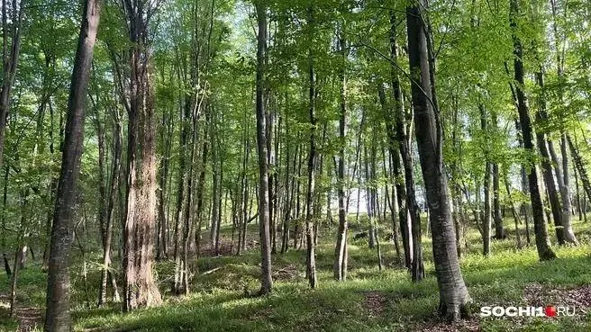 С сегодняшнего дня в заповеднике становятся доступны четыре маршрута, но часть троп и отдельных участков остаётся закрытой или работает в ограниченном режиме.